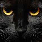 noor34 Profile Picture