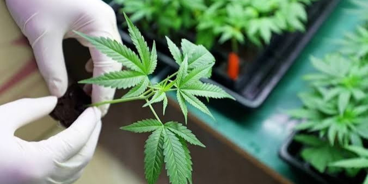 Virginia Medical Marijuana Card: Fast, Easy Approval